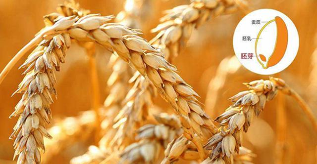 作为大自然赐予人类的最佳营养食物，你对它又了解多少？