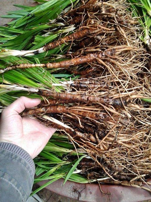 乡下一种“茅草根”，老人称为“土人参”，古代还曾是“御供药”
