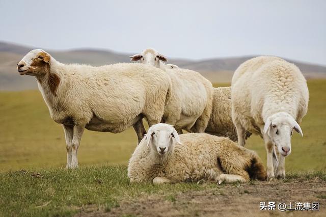 养殖羊国家补贴多少（养羊补贴政策需要什么条件）(3)