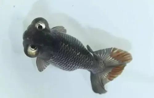 俗稱 望天龍 的凸目金魚 Kks資訊網
