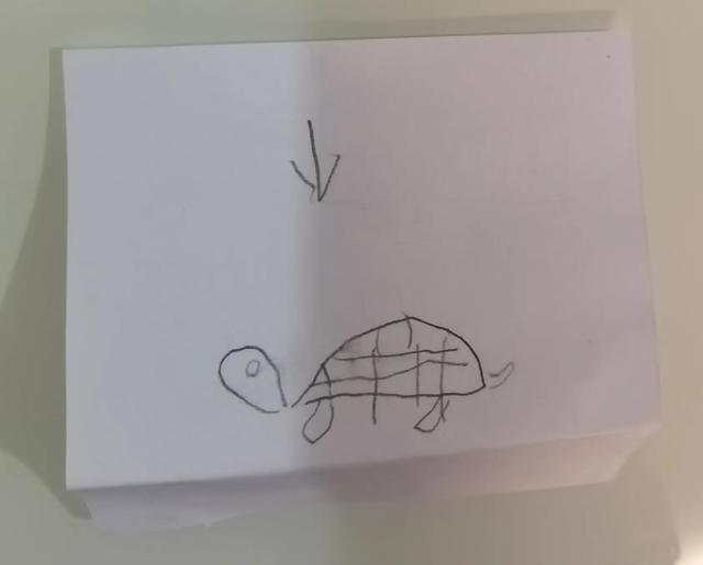 当我告诉孩子，乌龟可能已经死了……