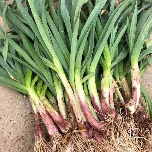 当妈的要知道，有6种食材被称为天然“抑菌剂”，可以给孩子多吃