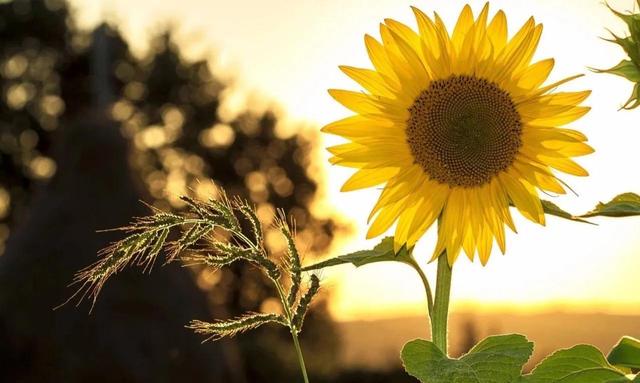 人格面具：每个人都希望把自己理想的一面展现出来