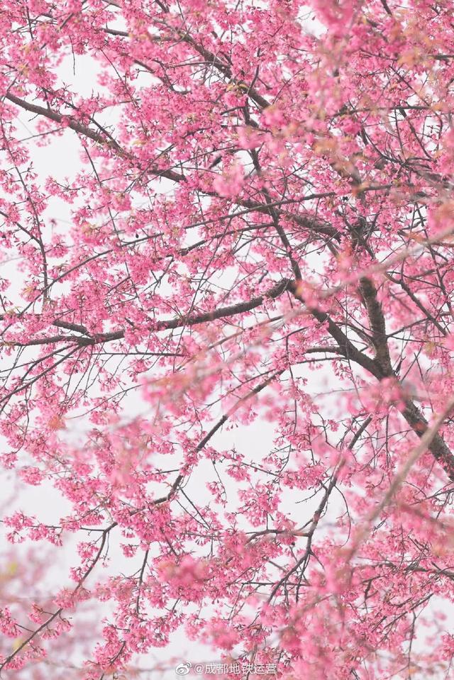 樱花动漫网 第2页 日本樱花漫画