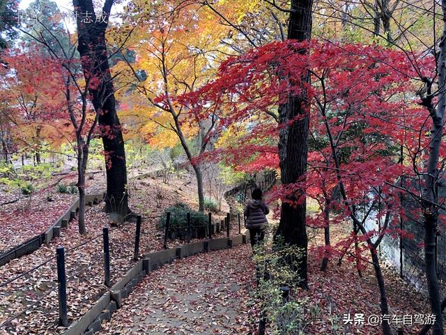 德村志成：落葉殘楓依然美麗，久違北小金本土寺