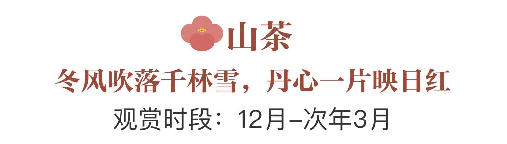 誰說春天才有花看？這份中國冬日賞花指南請查收