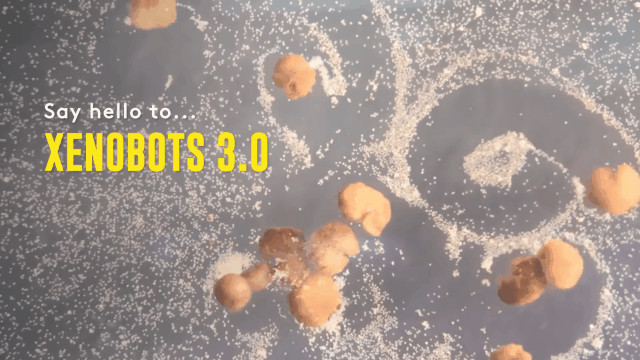 全球首个可繁殖活体机器人问世：AI参与设计，已自我繁殖4代