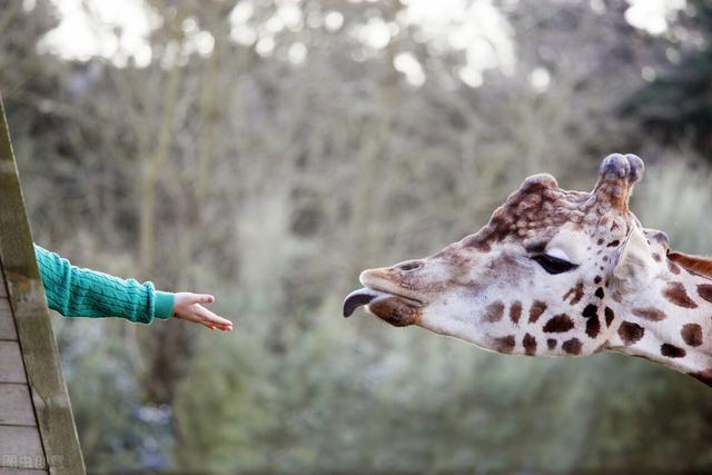 朝鮮動物園，以前有中國贈的大熊貓、華南虎、揚子鳄