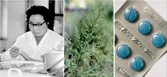 青蒿让中医药价值举世瞩目，究竟有哪些养生功效？不止用于疟疾