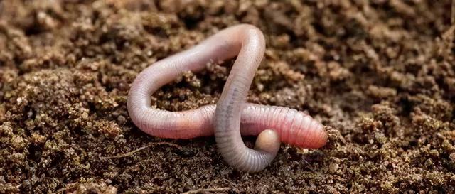 冬至：数九寒天一阳生，滋补暖胃御寒湿