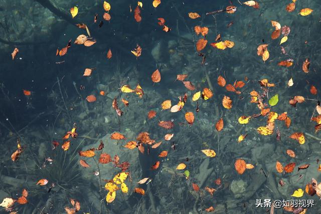 九寨溝之蘆葦海