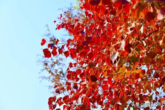 沌口三角湖公園太美啦！喊你來拍照，隨手一拍就是大片
