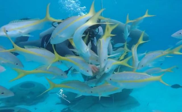 巴哈马——一个靠“薅美国羊毛”富起来的黑人国家