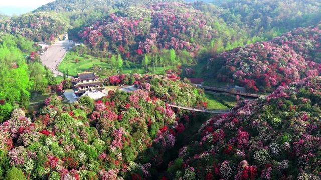 贵州赏花绝佳 地 杜鹃花绽放延百里 景色如画适合春季踏青 新闻红