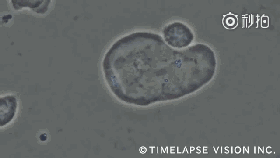 免疫力才是對抗癌癥的利器！五大調節方式快收藏