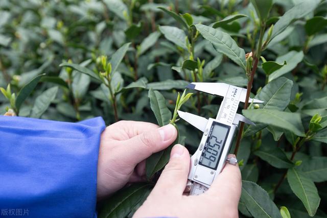 走不出去的中国茶，差在哪里了？