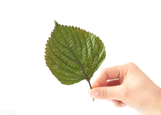 止咳，苏黄止咳胶囊和咳特灵胶囊可以一起吃吗？