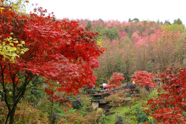 面对抑郁孩子你的焦虑无处安放，试试这个小方法