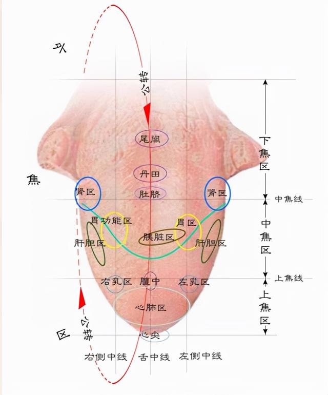 舌头学问多，中医教你一招看舌象辩病情，看完你也可以进行舌诊