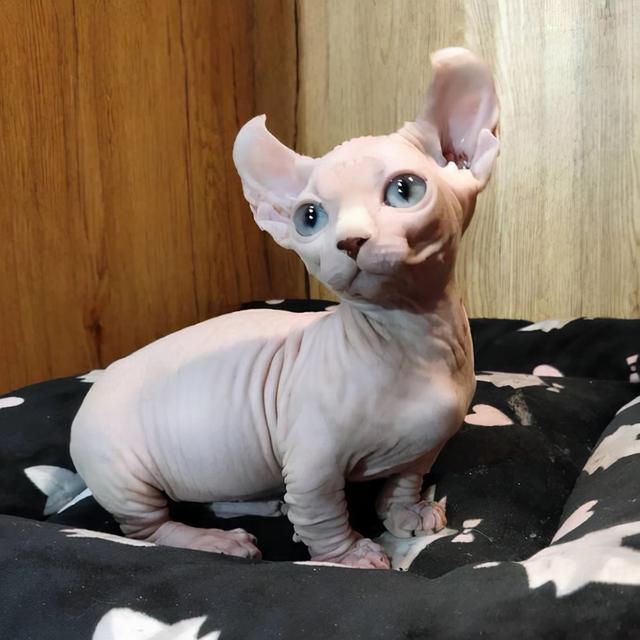 电商卖家直言不讳：这些商品最好别在网上买