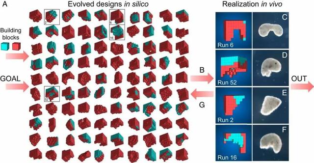 全球首个可繁殖活体机器人问世：AI参与设计，已自我繁殖4代