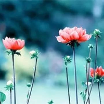 影响孩子学习成绩的四个因素，你知道吗？尤其最后一个很关键