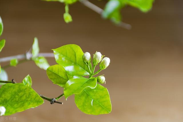 盤點能吃的八種花，好看好吃