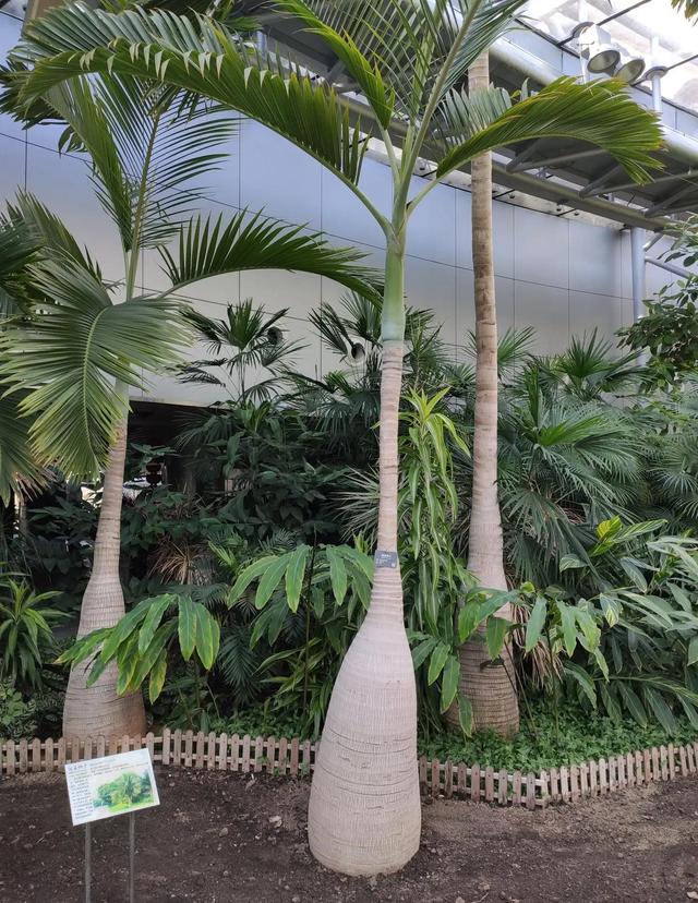 太冷了，去北京植物園溫室溜達溜達
