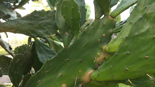 能吃的仙人掌你见过吗？煮水喝能行气活血，不仅仅是观赏