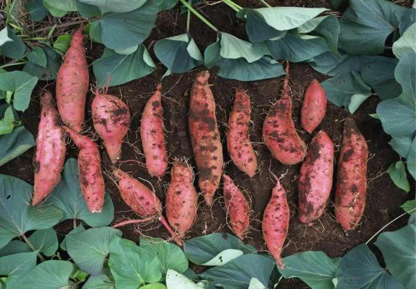 冬天喝粥时，3类食物不宜放粥里一起煮，别给健康找“麻烦”