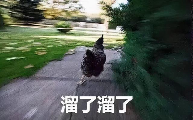 沒有一只雞，在雲南不做噩夢
