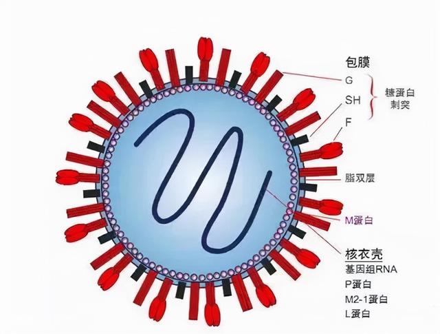 孩子发烧、咳嗽、喘息，警惕在冬季猖獗的呼吸道合胞病毒