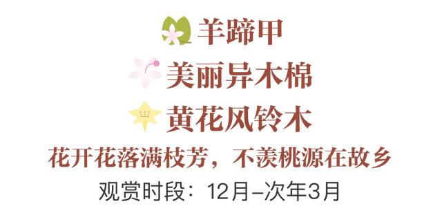 誰說春天才有花看？這份中國冬日賞花指南請查收