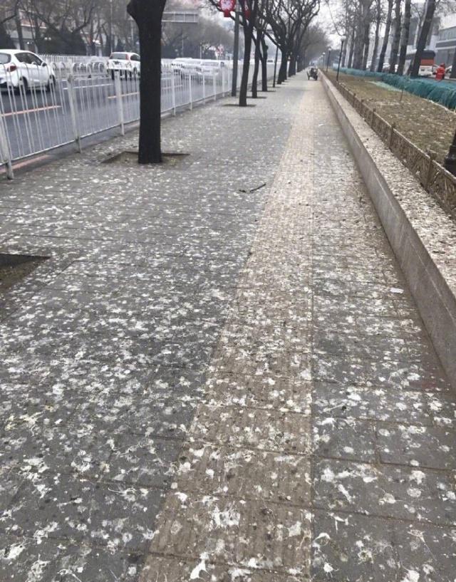公主墳一到晚上就烏鴉成群，成爲北京一景，專家道出其中原因