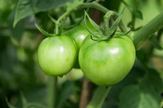 吃这 6 种蔬菜要当心！蕨菜、鱼腥草竟然榜上有名