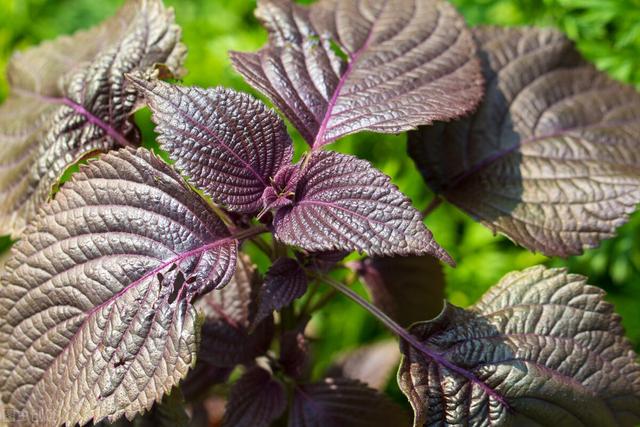 咽中有痰，吐之不出，吞之不下？一张中药方，行气散结，降逆化痰