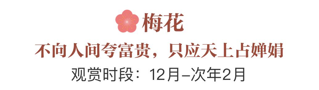 誰說春天才有花看？這份中國冬日賞花指南請查收