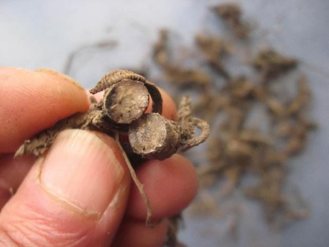 乡下一种“茅草根”，老人称为“土人参”，古代还曾是“御供药”