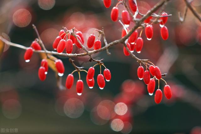 补肝益肾、生津止渴 解读中药山茱萸，阴阳双补