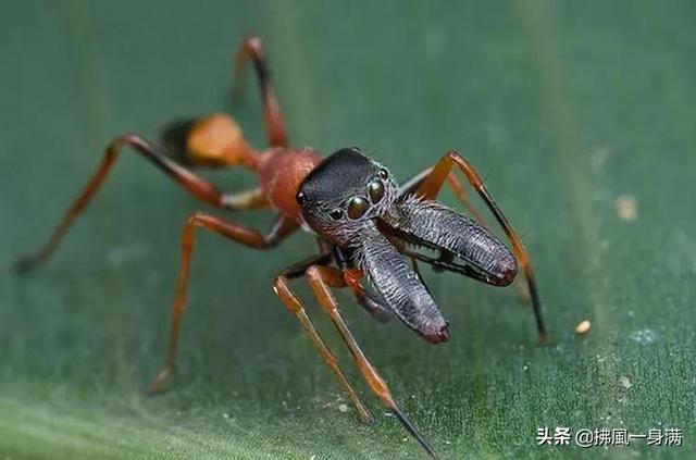 只奇怪的蜘蛛 甚至连虫灭者也会惊吓 新闻红