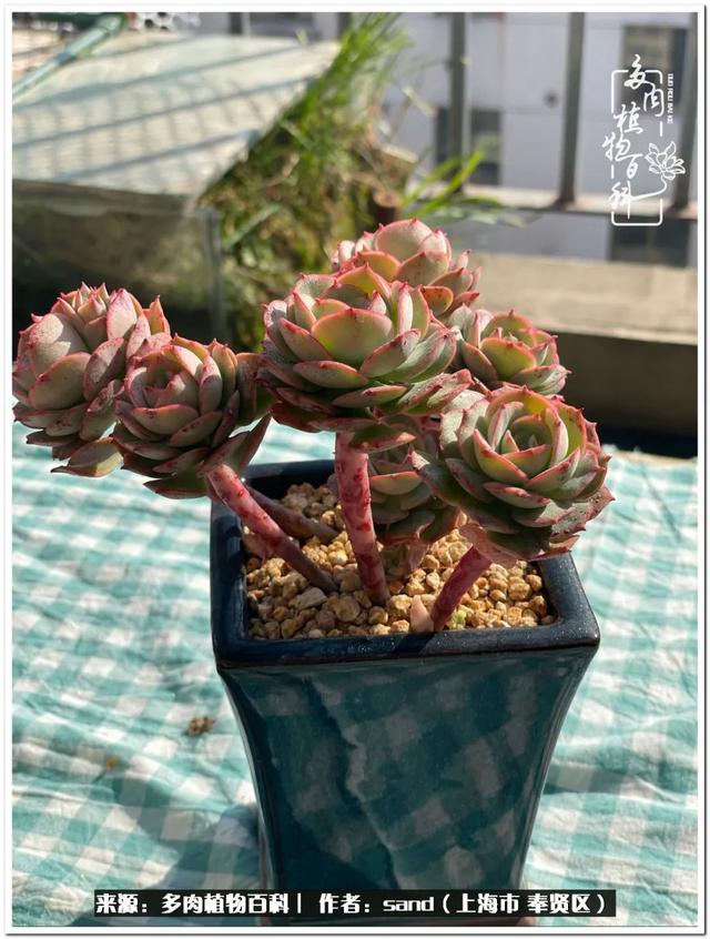 养点多肉植物吧 生活本就不易 取悦别人不如取悦自己 全网搜