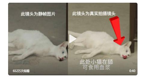 当家主母剧组回应拍摄疑似毒死真猫，真毒还是P的？ - 太阳信息网