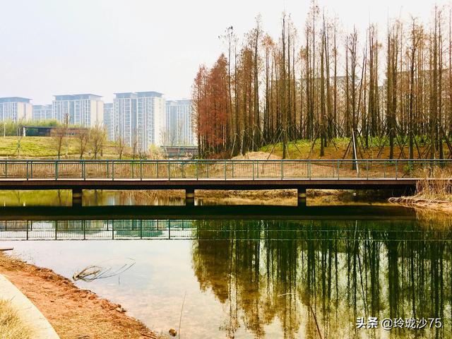 長沙唯一擁有戶外足球場的公園，更有大片水杉美景等你來