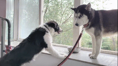 养儿如养哈士奇，不是你疯，就是他疯