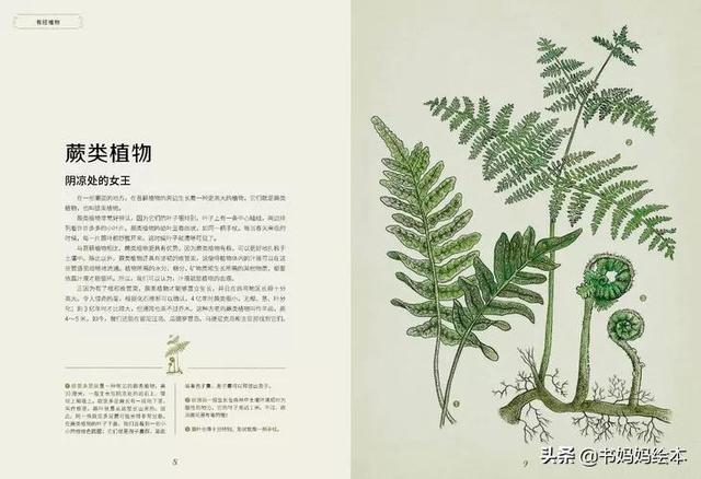 10本植物科普书籍推荐，让孩子在家也能探索大自然的奥秘