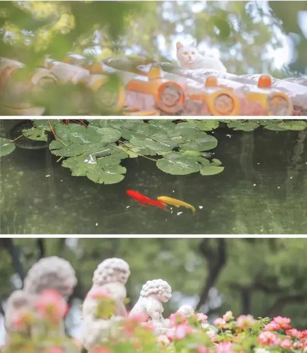 一道閃電劈在故宮牆上，遊客發現，一群穿古裝的宮女在牆上行走