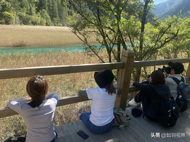 九寨溝之蘆葦海