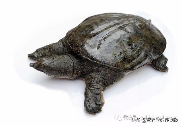 吃甲鱼进补，有理论依据吗？该怎样补才好呢？