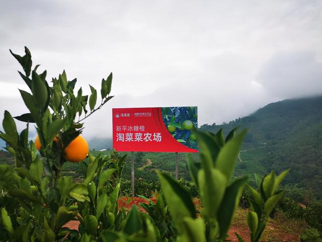 阿里为什么要打通「三淘」？