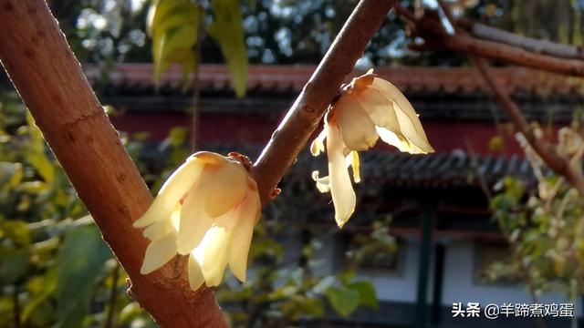 未等冬寒至 梅已報春香——北京中山公園臘梅提前綻放 盡顯芬芳